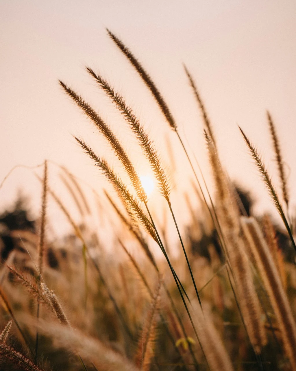 Espigas de trigo à luz do entardecer